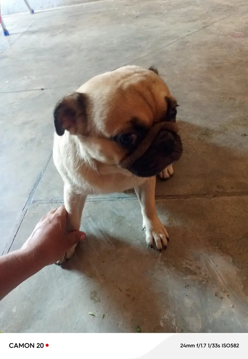 pug puppies — photo 2
