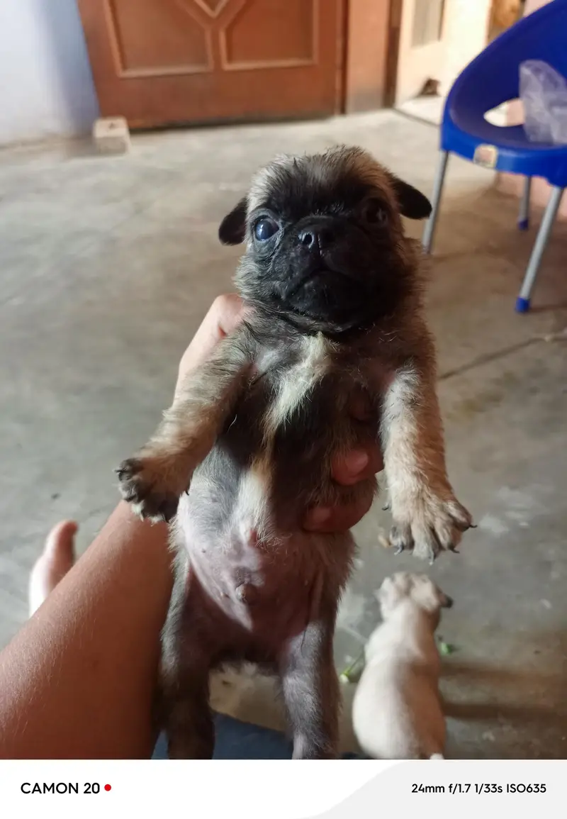 pug puppies — photo 3