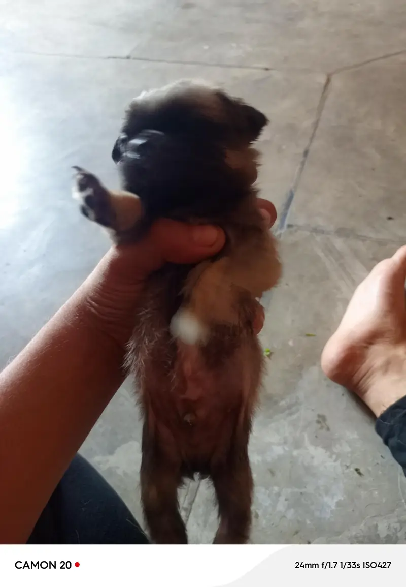 pug puppies — photo 4