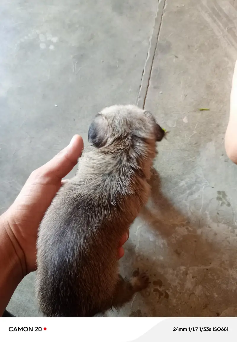 pug puppies — photo 5