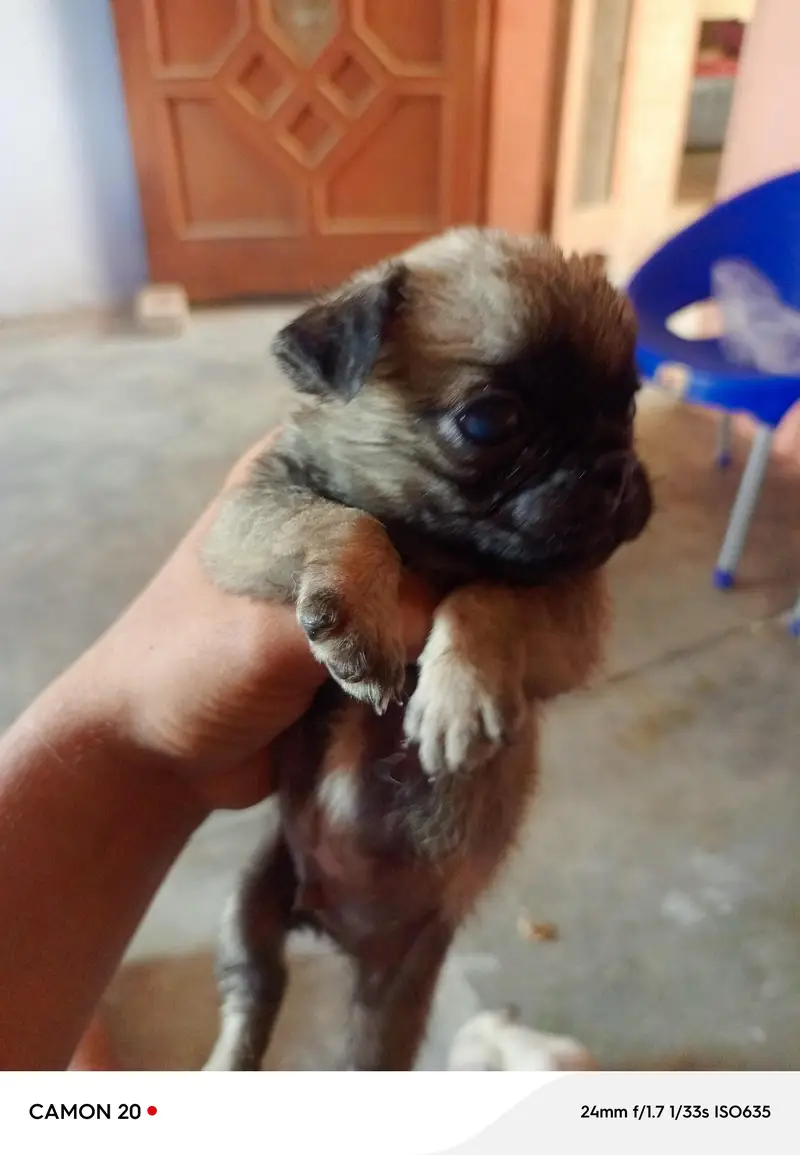 pug puppies — photo 6