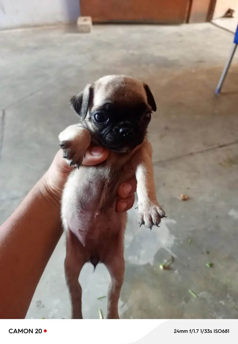 pug puppies — photo 7