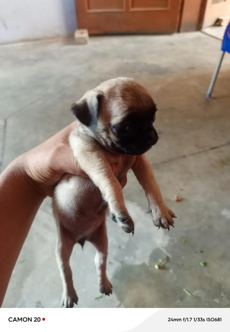 pug puppies — photo 8