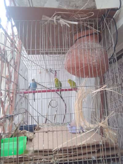bajari birds