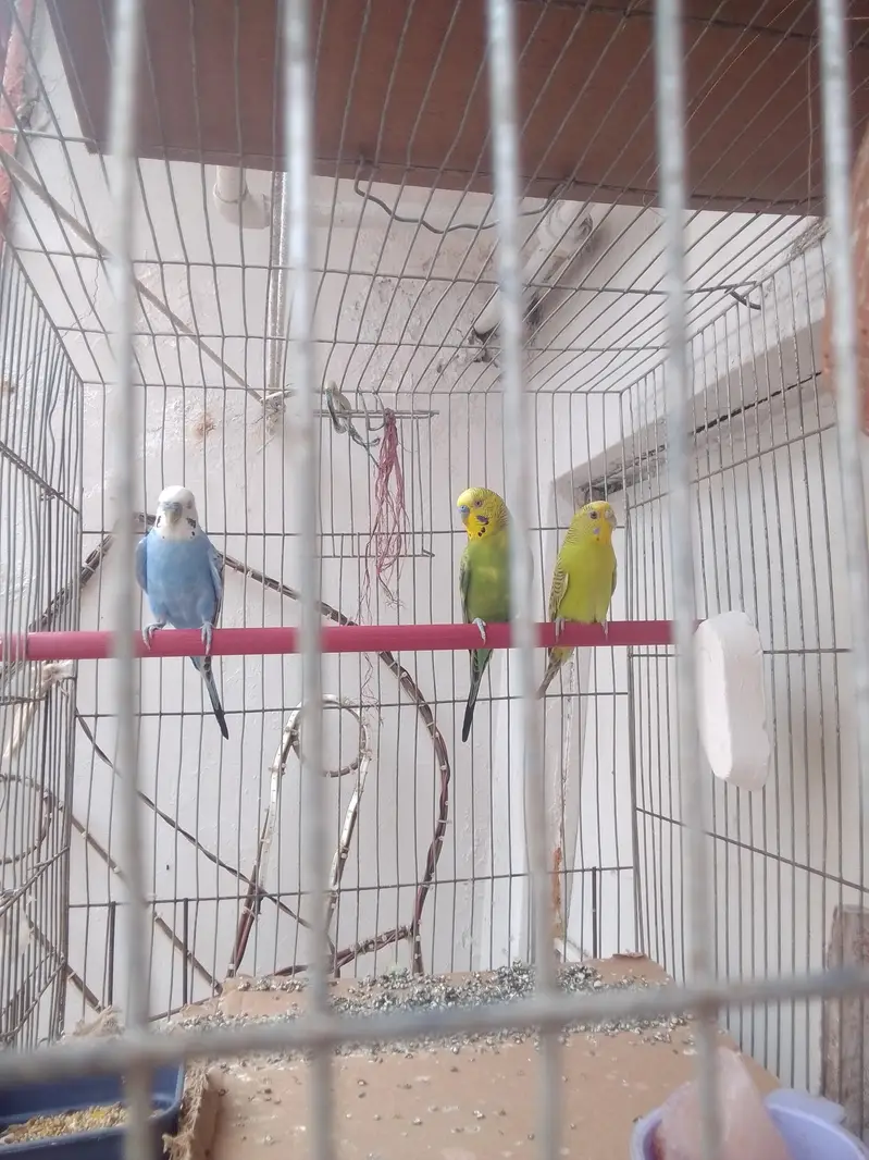 bajari birds — photo 2