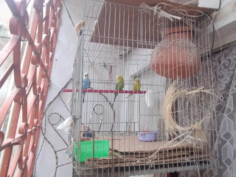 bajari birds — photo 3