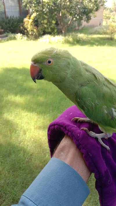 خوبصورت Ringneck طوطوں کا ہاتھ سے مانوس جوڑا برائے فروخت