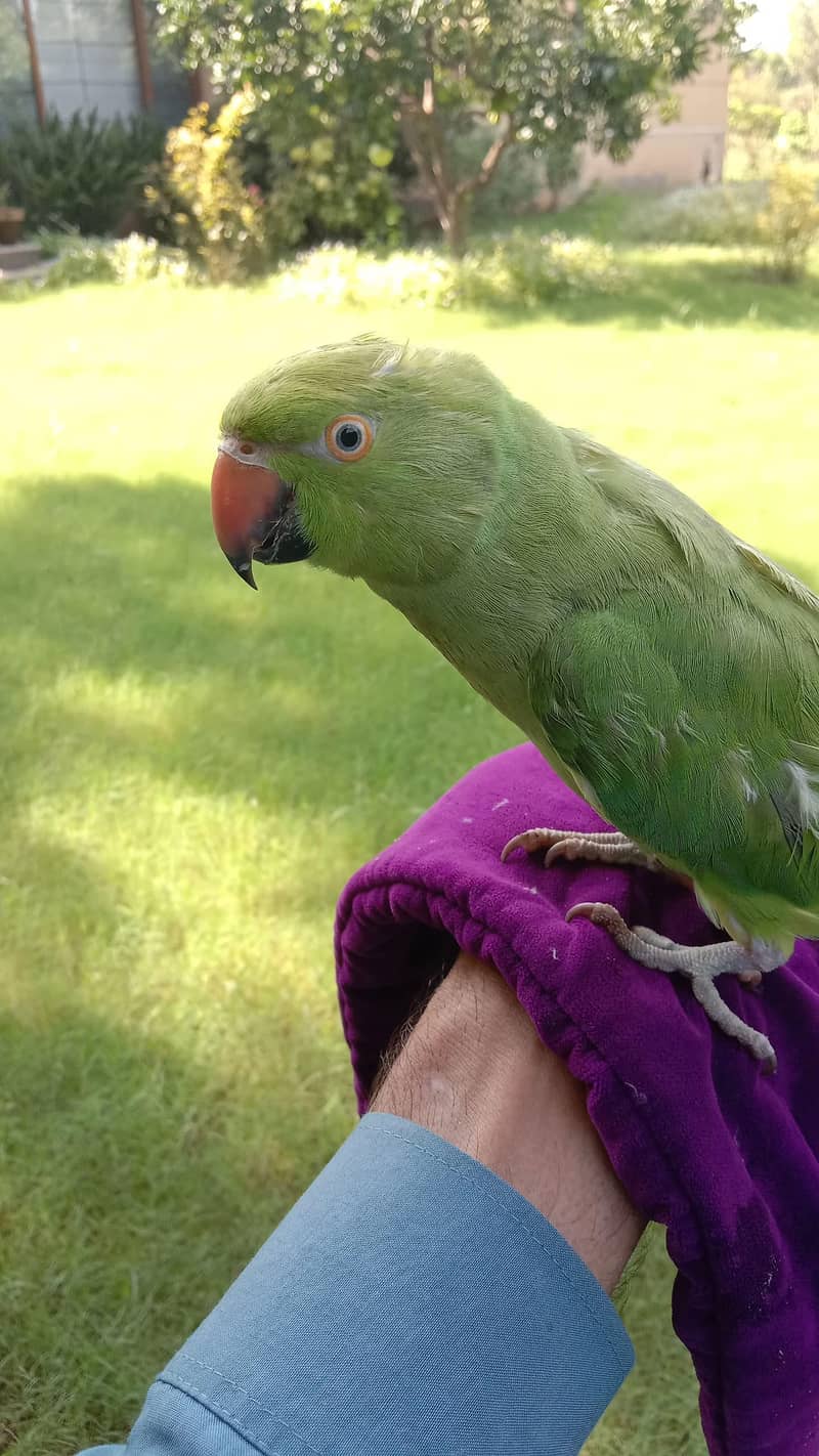 خوبصورت Ringneck طوطوں کا ہاتھ سے مانوس جوڑا برائے فروخت 0
