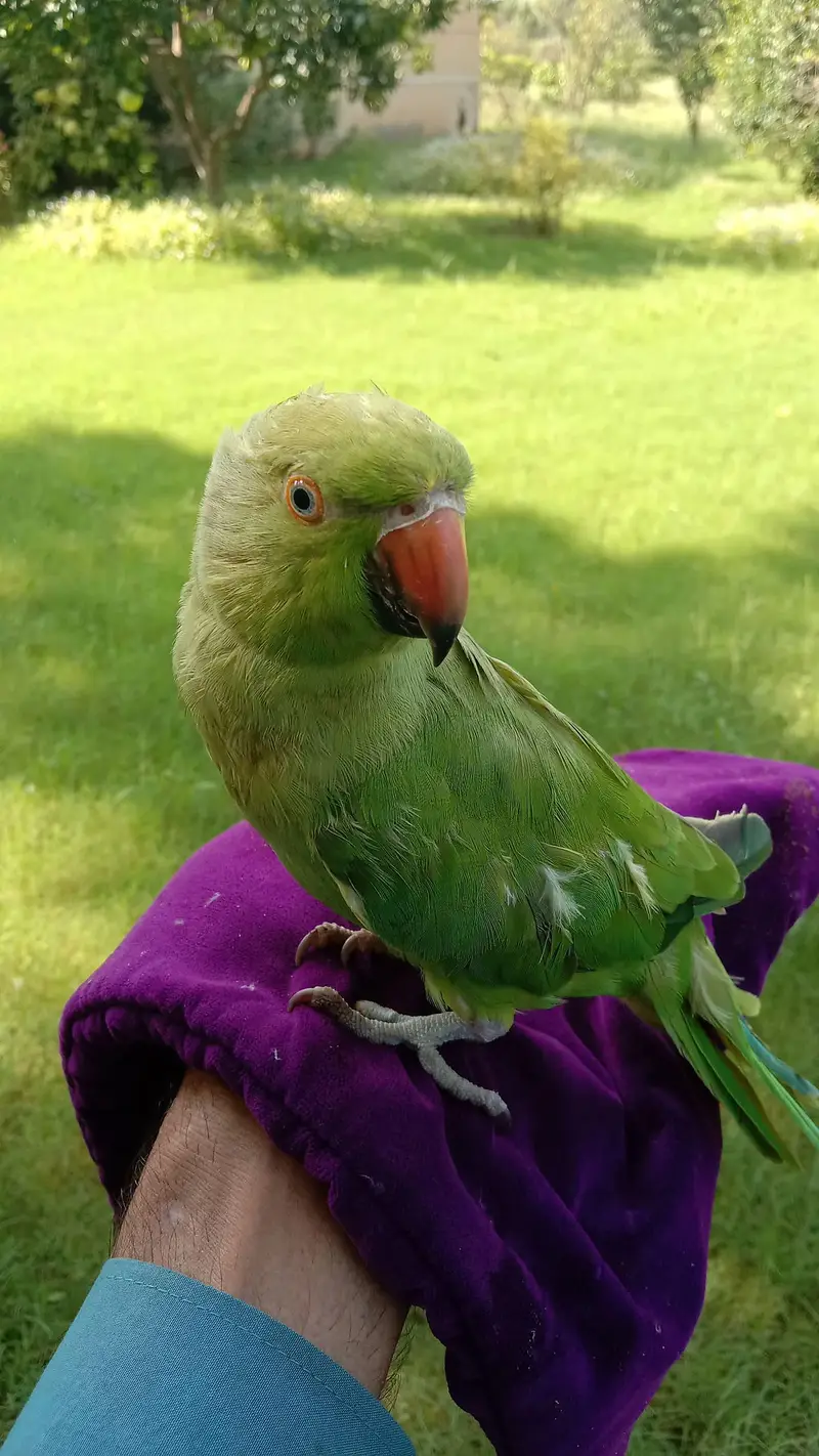 خوبصورت Ringneck طوطوں کا ہاتھ سے مانوس جوڑا برائے فروخت — photo 2