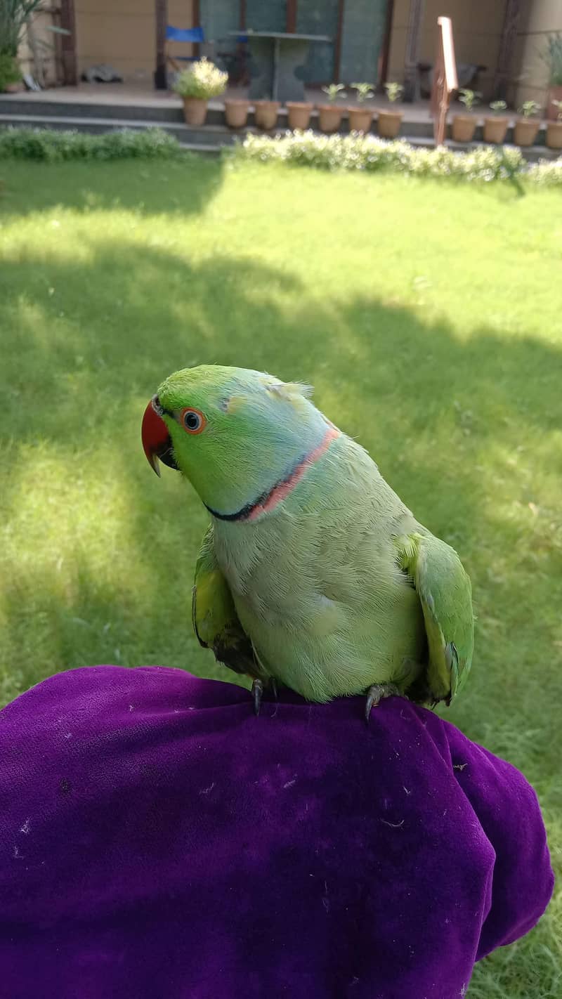 خوبصورت Ringneck طوطوں کا ہاتھ سے مانوس جوڑا برائے فروخت 2