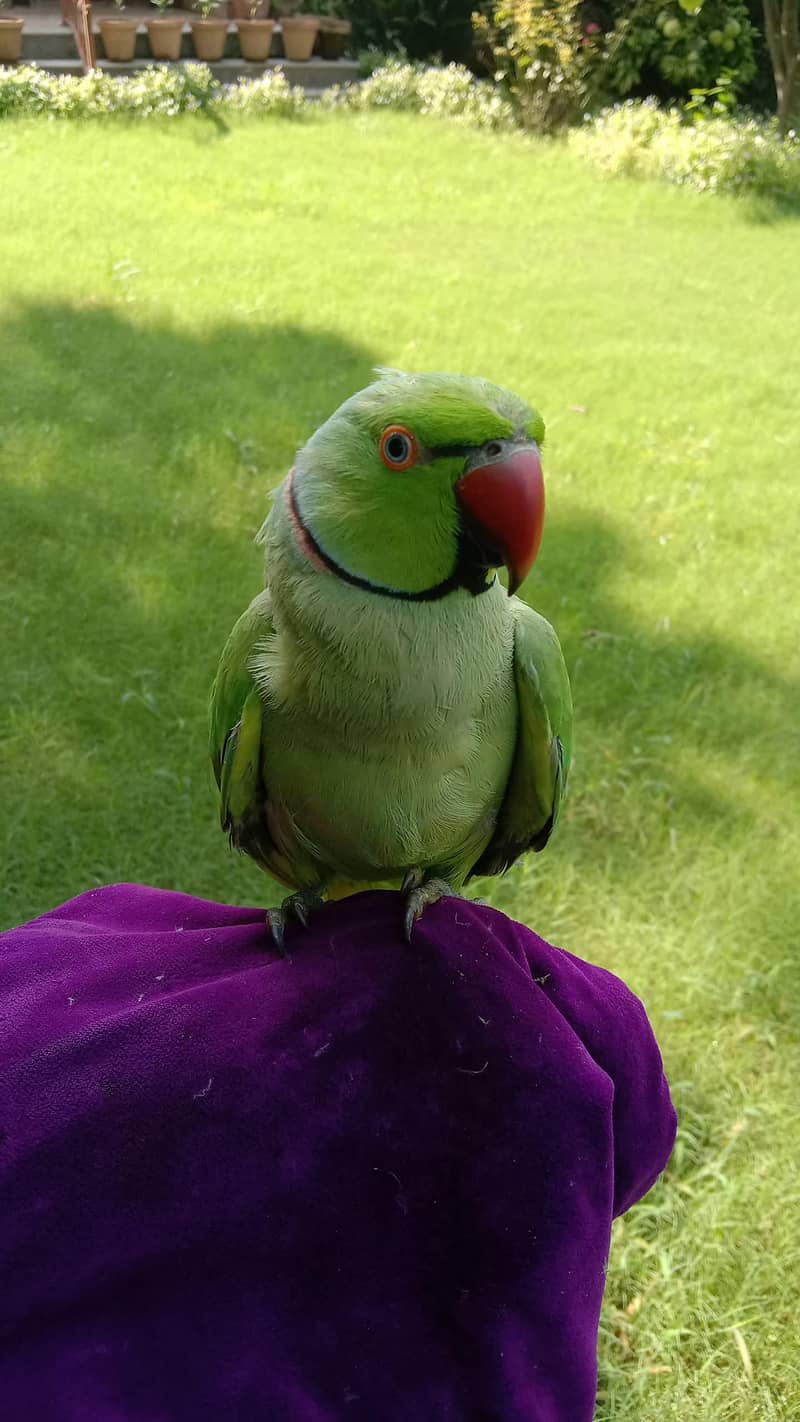 خوبصورت Ringneck طوطوں کا ہاتھ سے مانوس جوڑا برائے فروخت 3