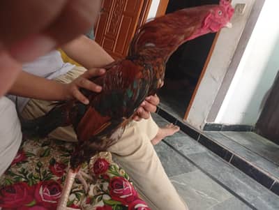 Aseel murga