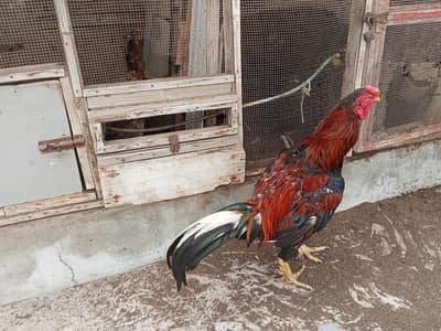 home breed qundhari male