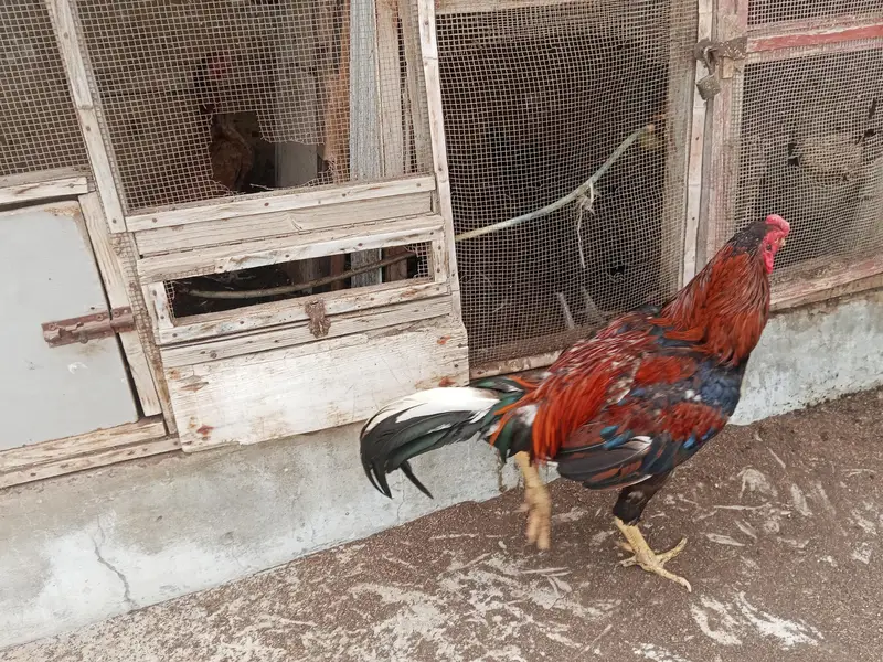 home breed qundhari male — photo 2