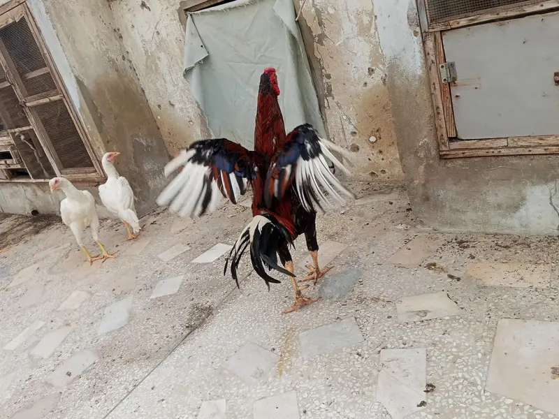 home breed qundhari male — photo 3