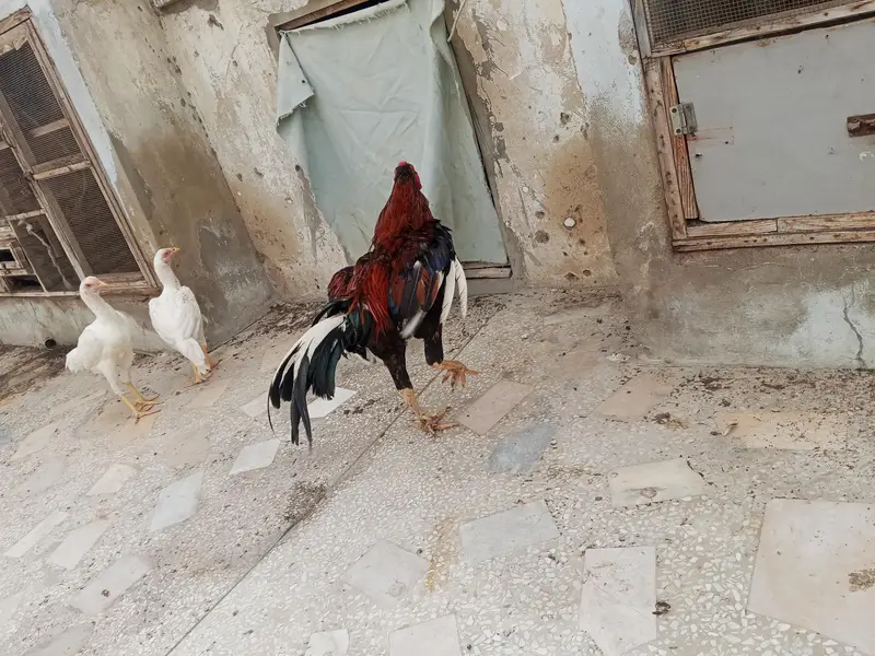 home breed qundhari male — photo 4