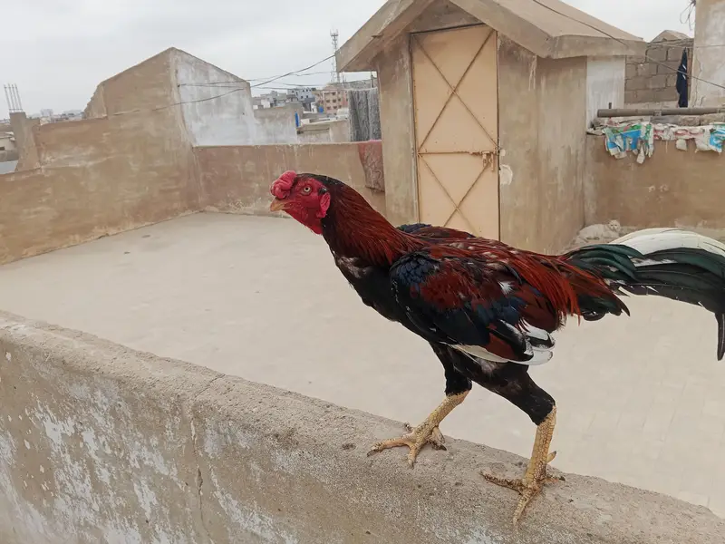 home breed qundhari male — photo 5
