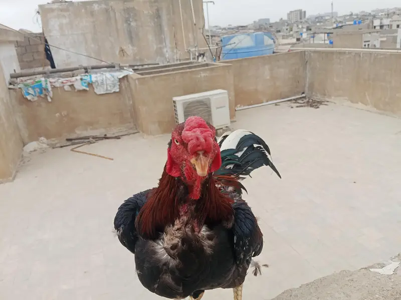 home breed qundhari male — photo 7
