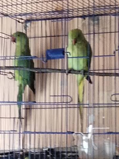one pair healthy condition