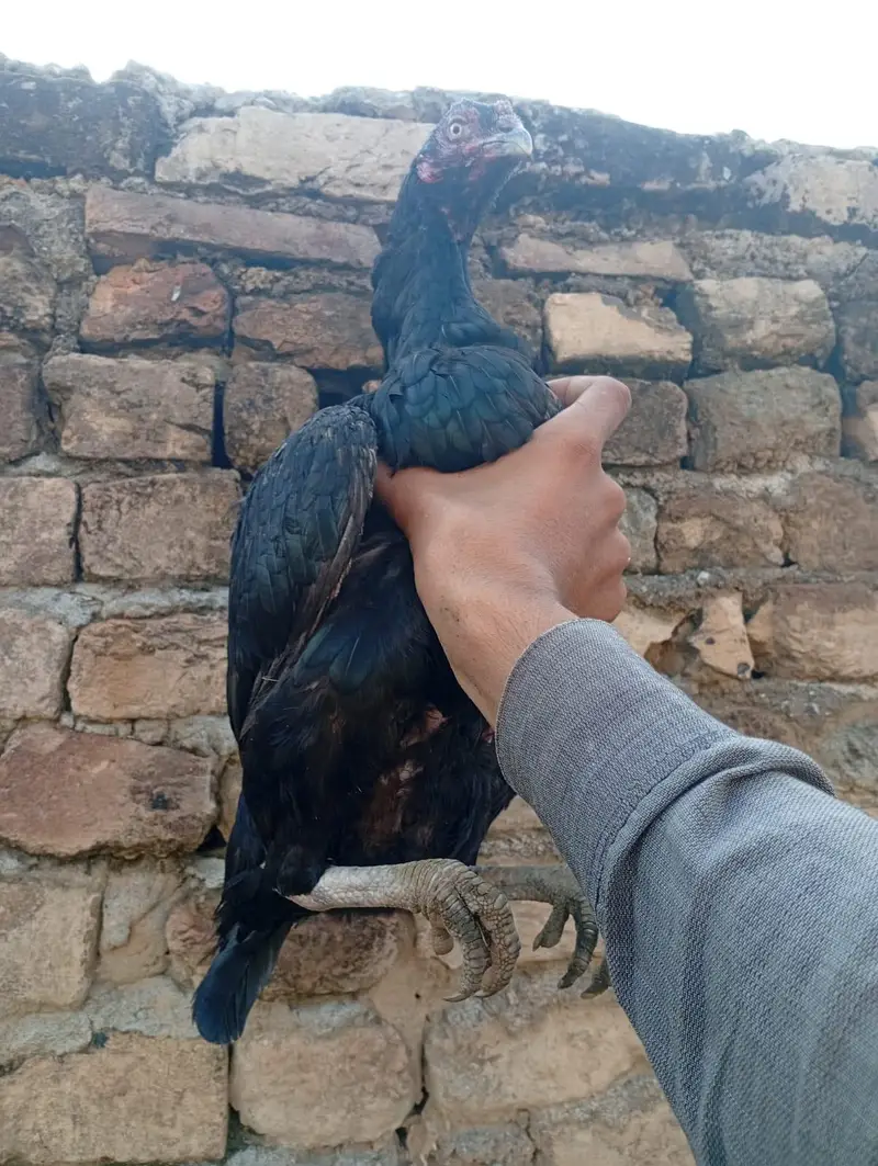 bahut behtarin murgi hai khubsurat hai jaldi khariden — photo 3
