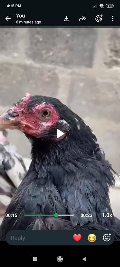 lasani thai female