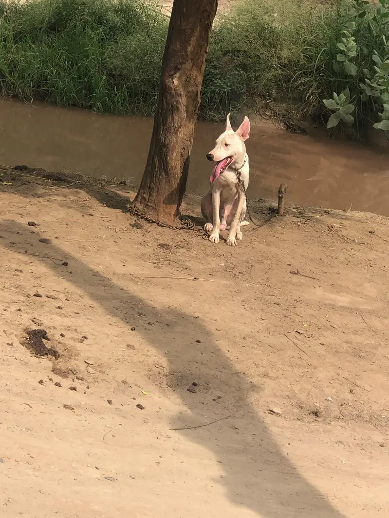 gultair male puppy — photo 2