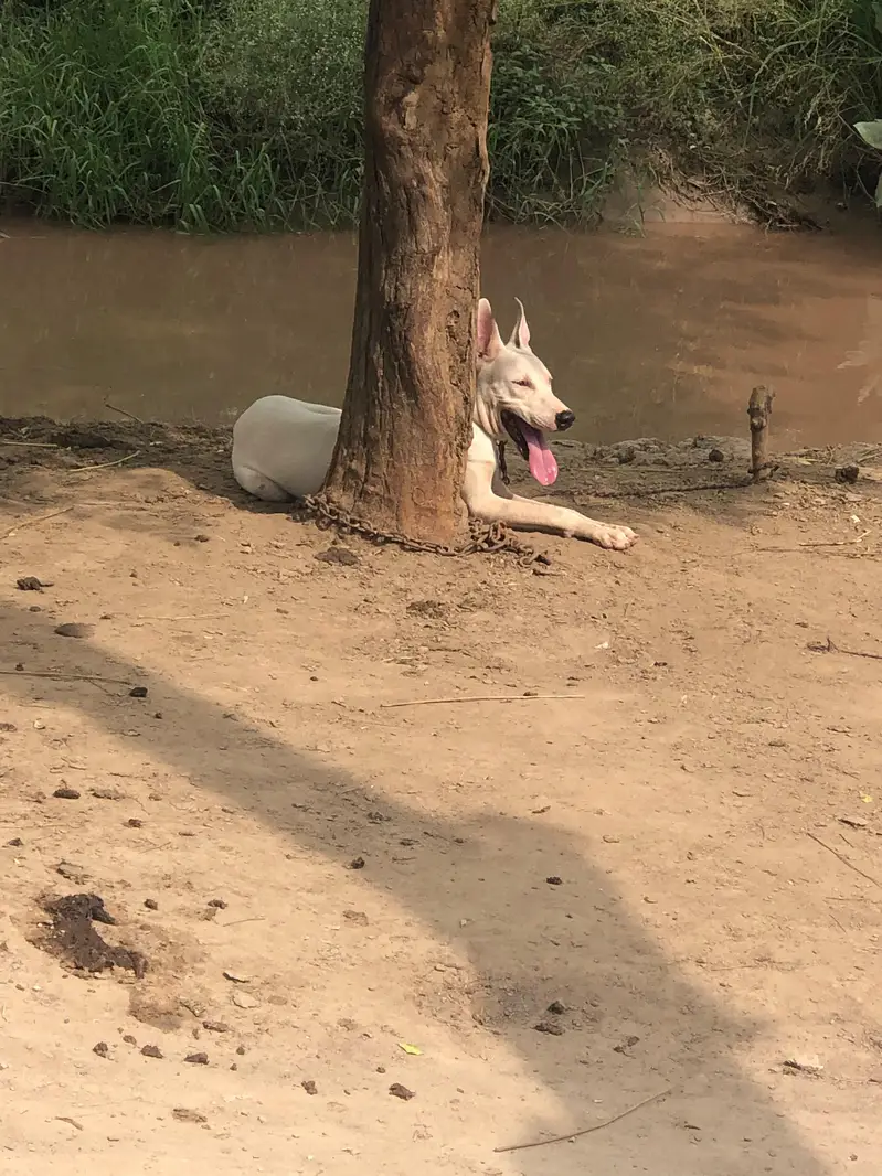 gultair male puppy — photo 4