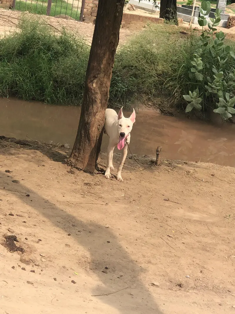 gultair male puppy — photo 5