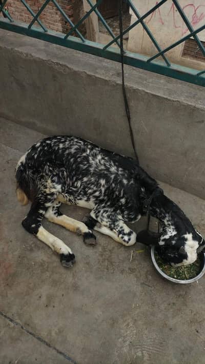 1 bakri