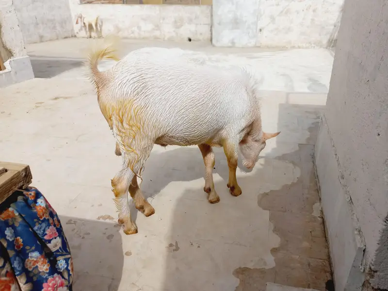 2 dant gulabi tadda 0313/1151/66/9 — photo 5