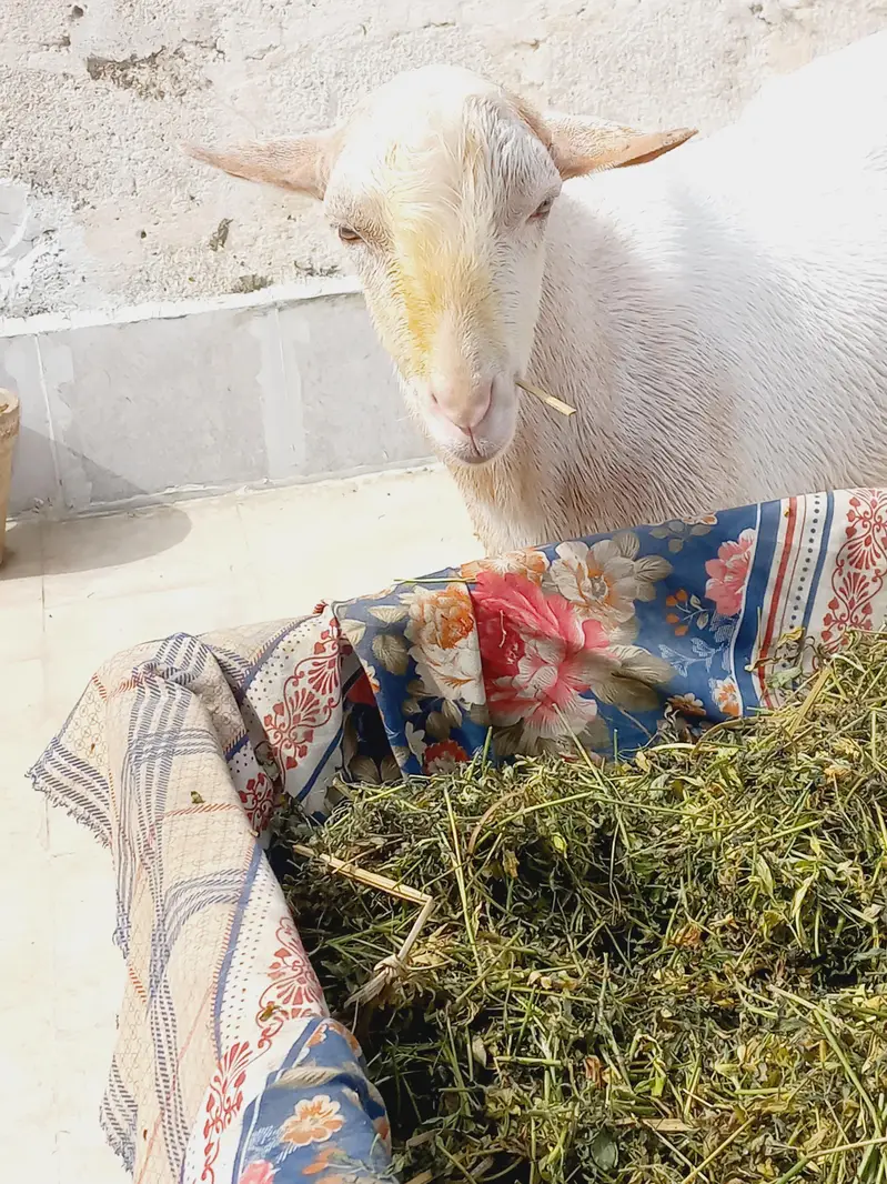 2 dant gulabi tadda 0313/1151/66/9 — photo 9