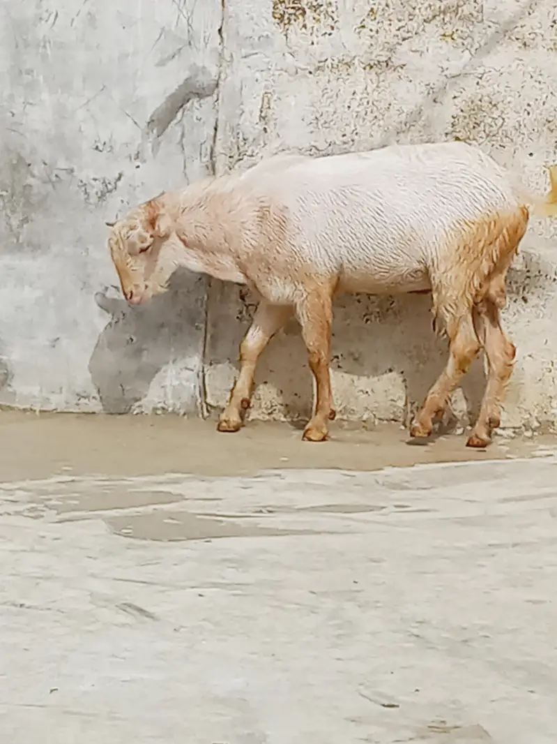 2 dant gulabi tadda 0313/1151/66/9 — photo 10