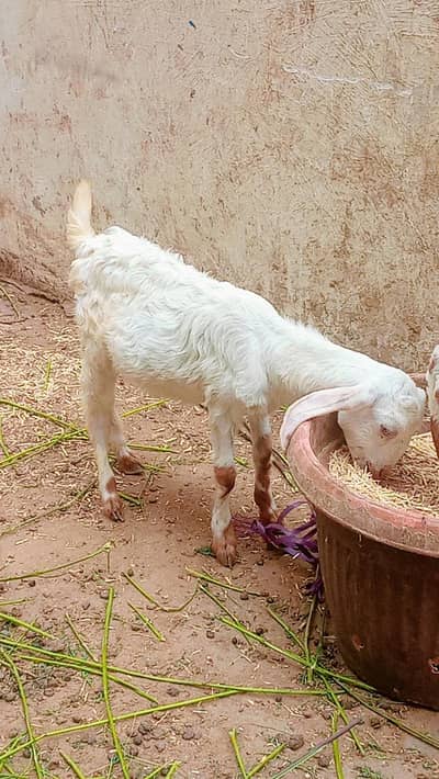 Bakra ka bacha for sale