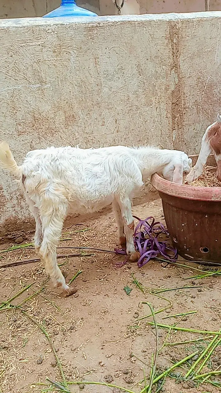 Bakra ka bacha for sale — photo 2