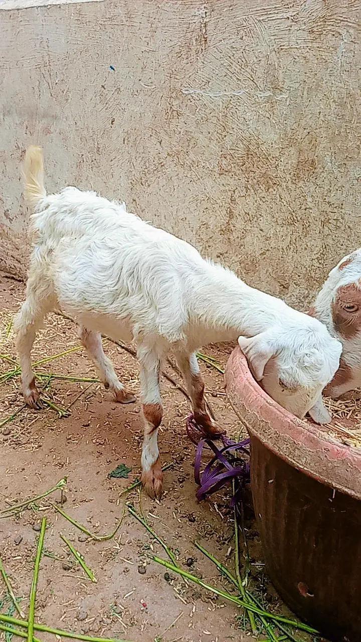 Bakra ka bacha for sale — photo 3