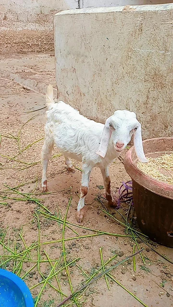 Bakra ka bacha for sale — photo 4