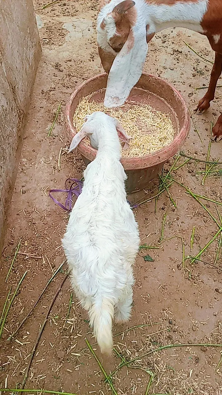 Bakra ka bacha for sale — photo 5