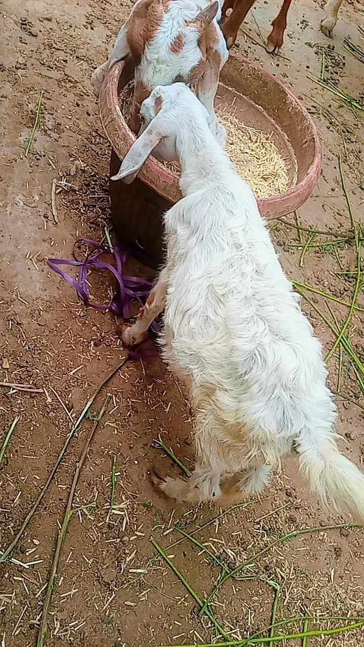 Bakra ka bacha for sale — photo 6