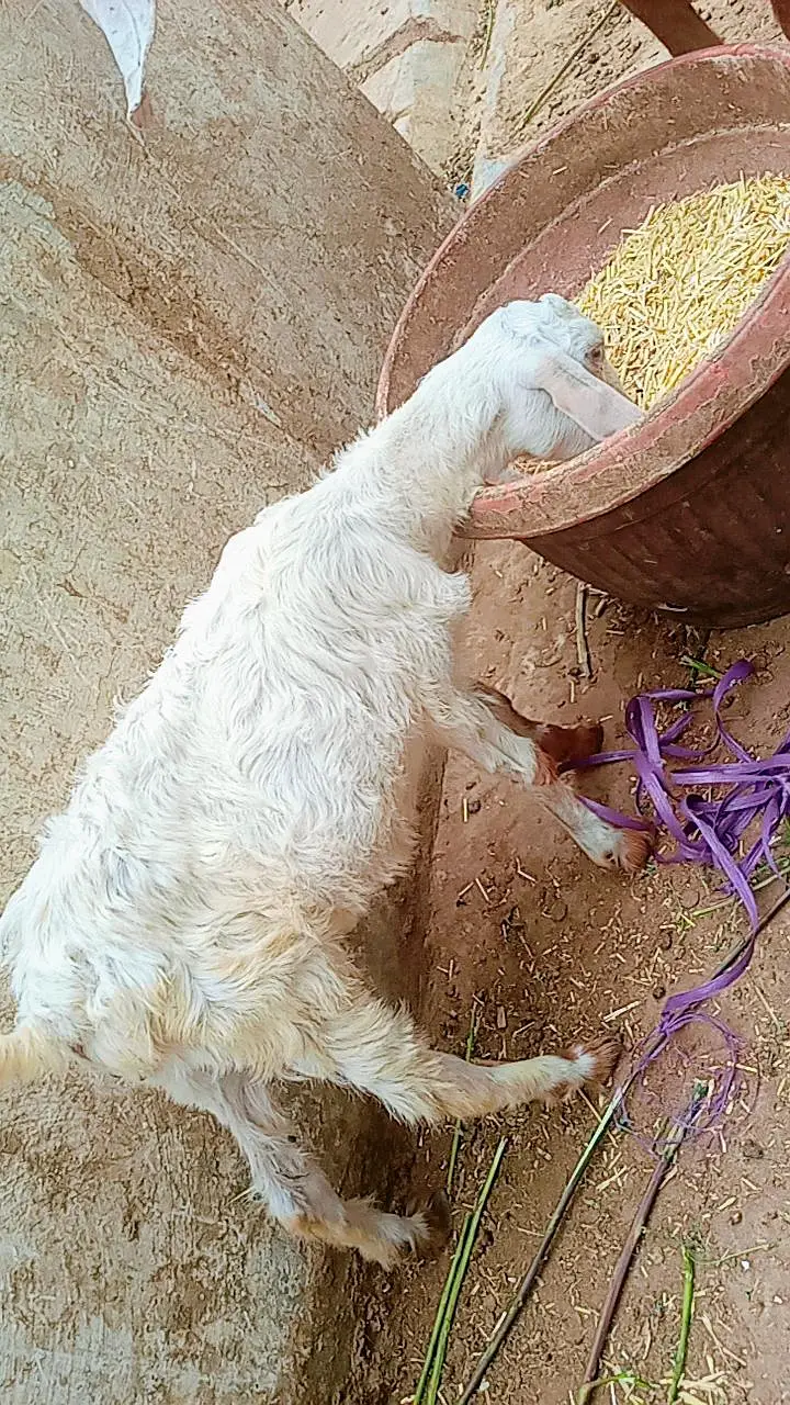 Bakra ka bacha for sale — photo 7