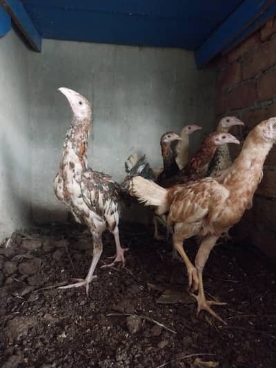 Aseel pathy Desi pathy For Sale 
