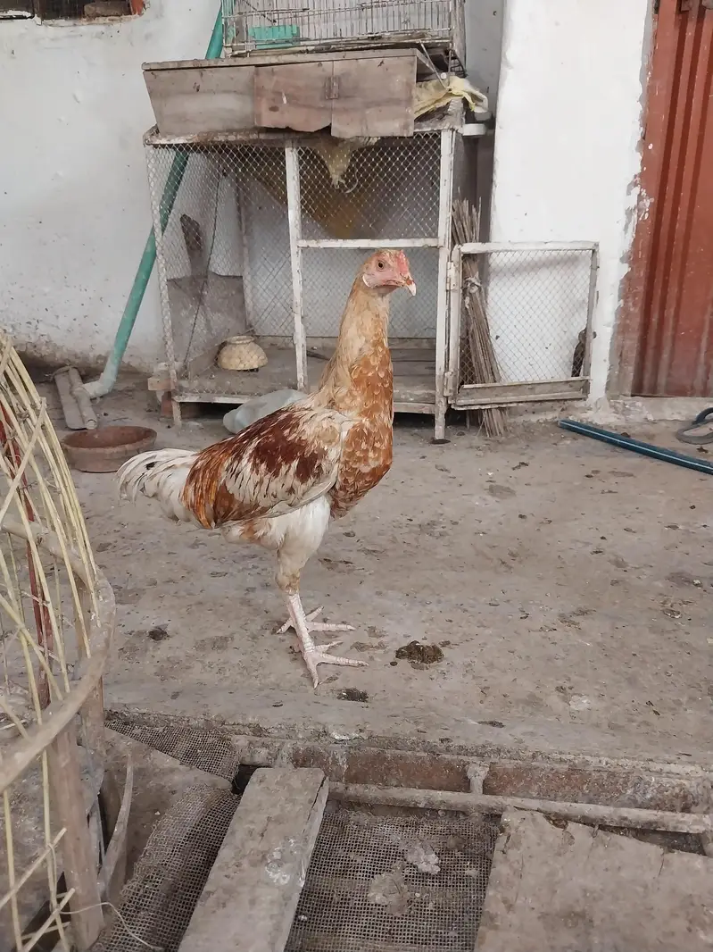 Aseel pathy Desi pathy For Sale  — photo 2