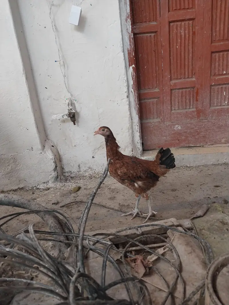 Aseel pathy Desi pathy For Sale  — photo 3