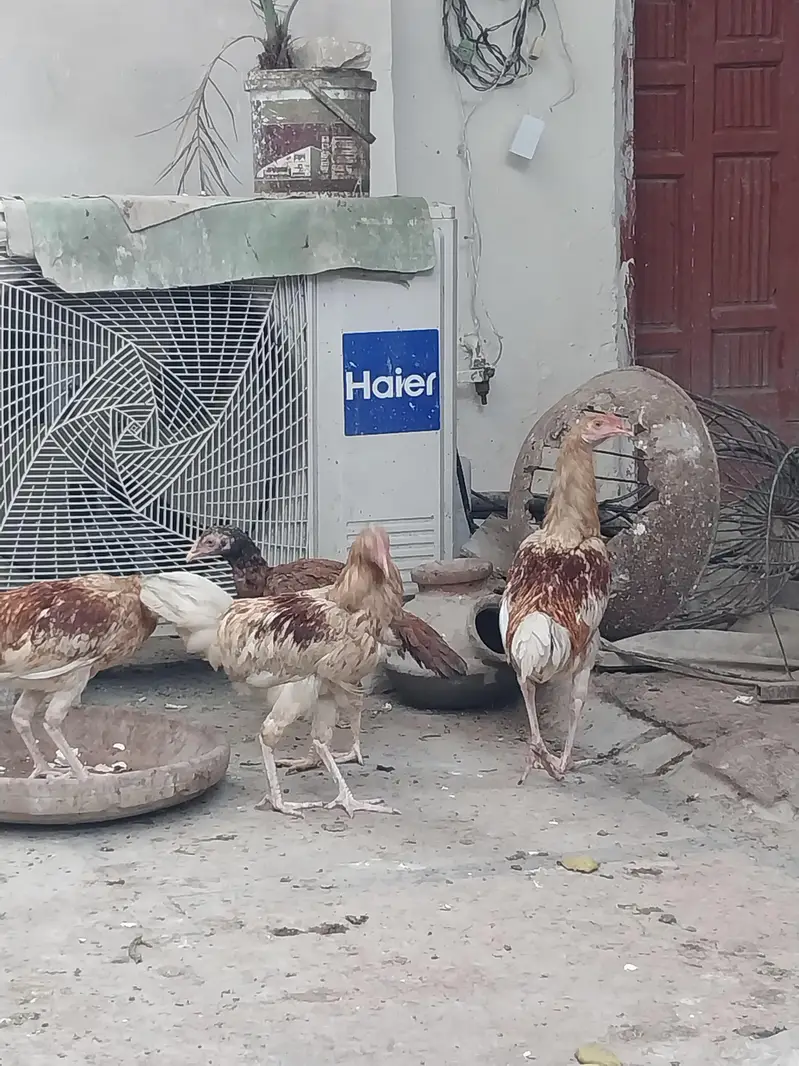 Aseel pathy Desi pathy For Sale  — photo 4