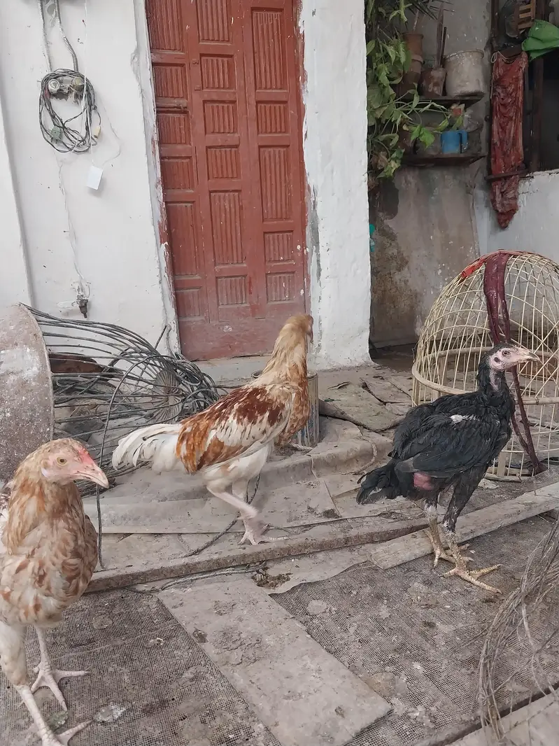 Aseel pathy Desi pathy For Sale  — photo 6