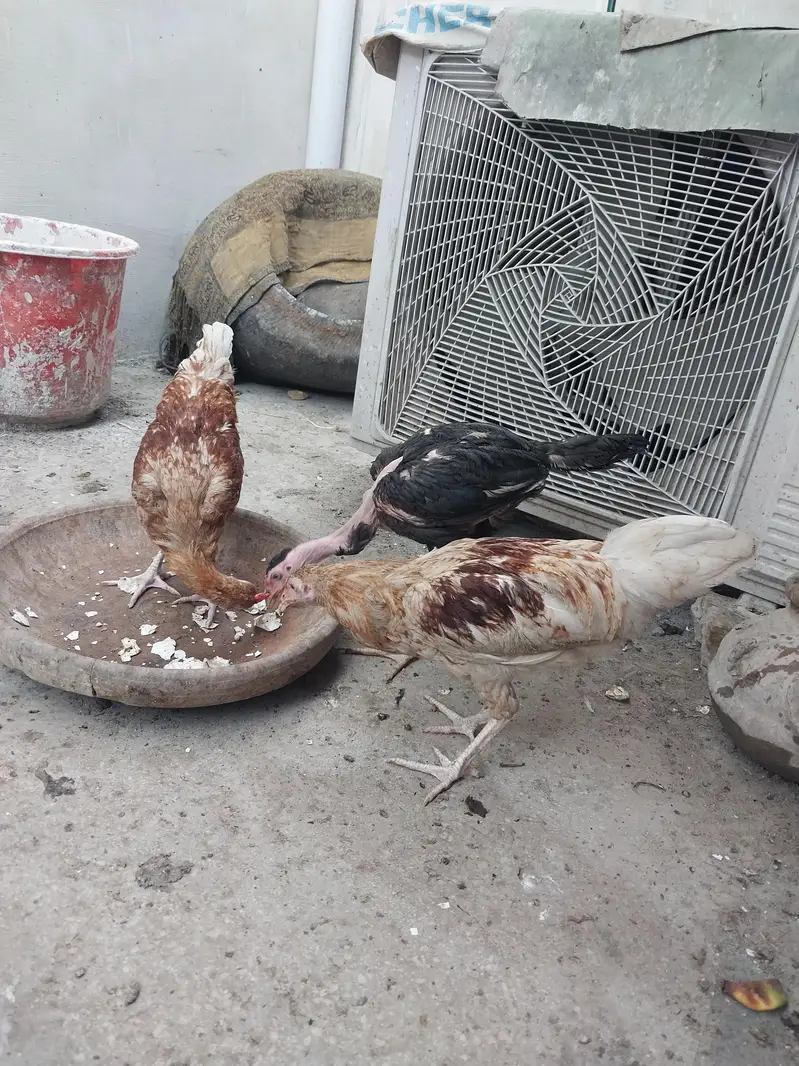 Aseel pathy Desi pathy For Sale  — photo 7