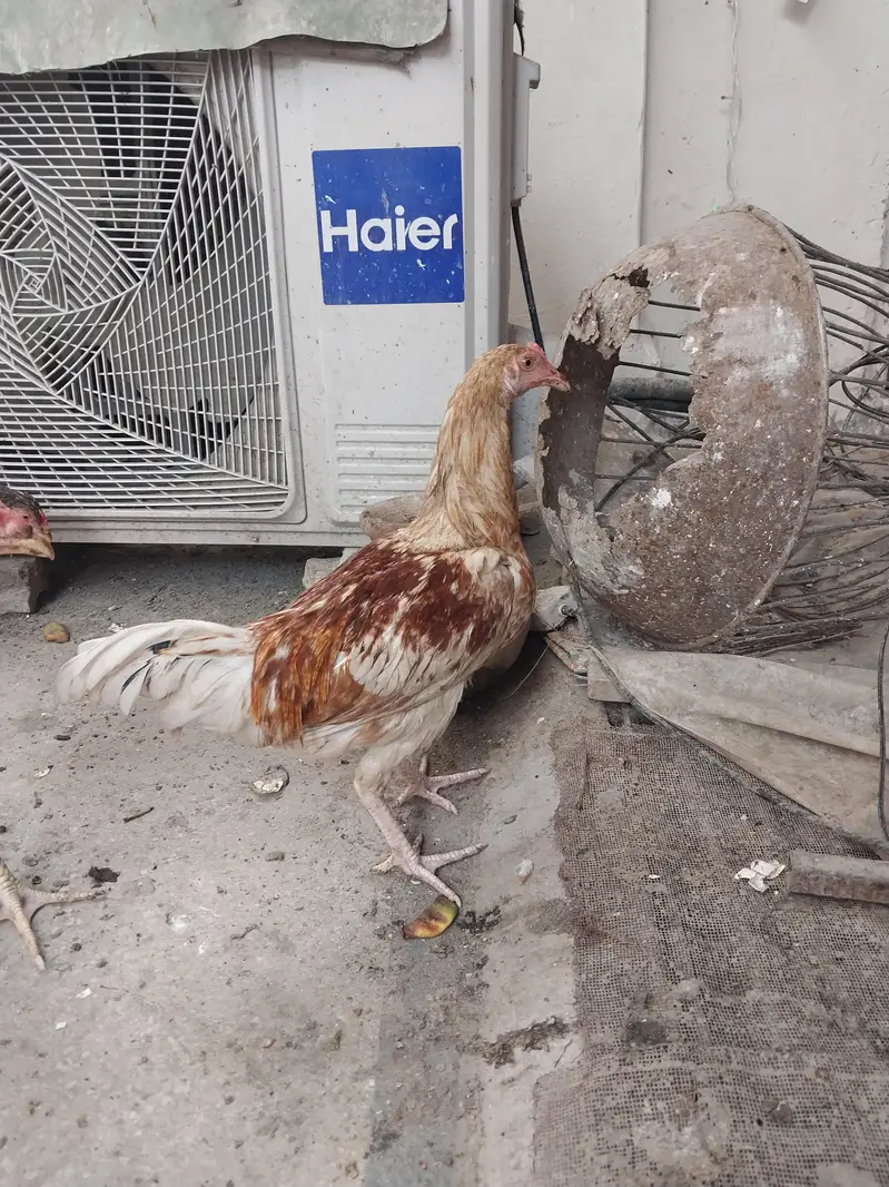 Aseel pathy Desi pathy For Sale  — photo 8