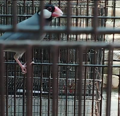 White Crested Banglese and Grey Java/Jawa Finch