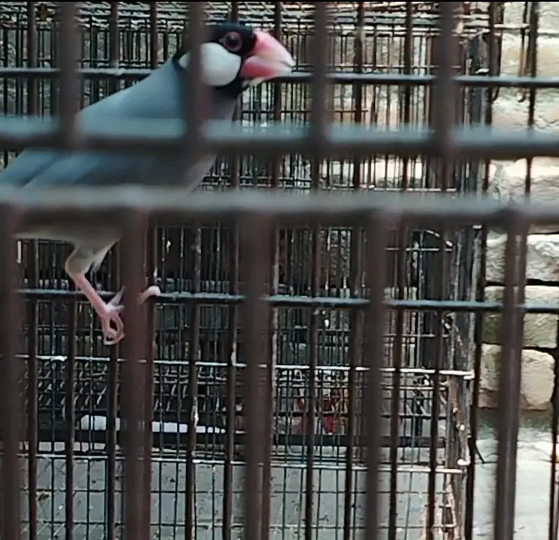 White Crested Banglese and Grey Java/Jawa Finch