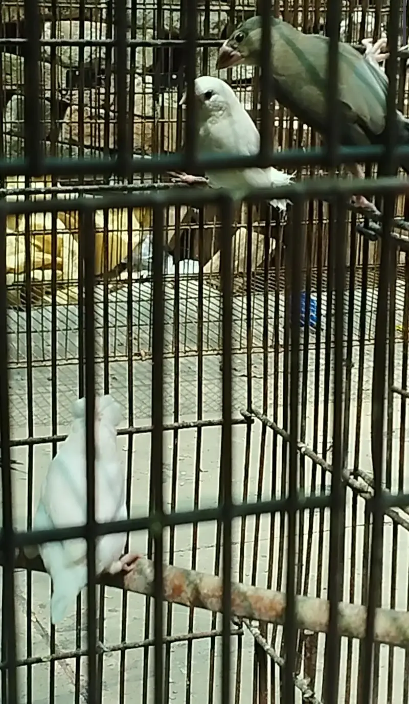 White Crested Banglese and Grey Java/Jawa Finch — photo 2
