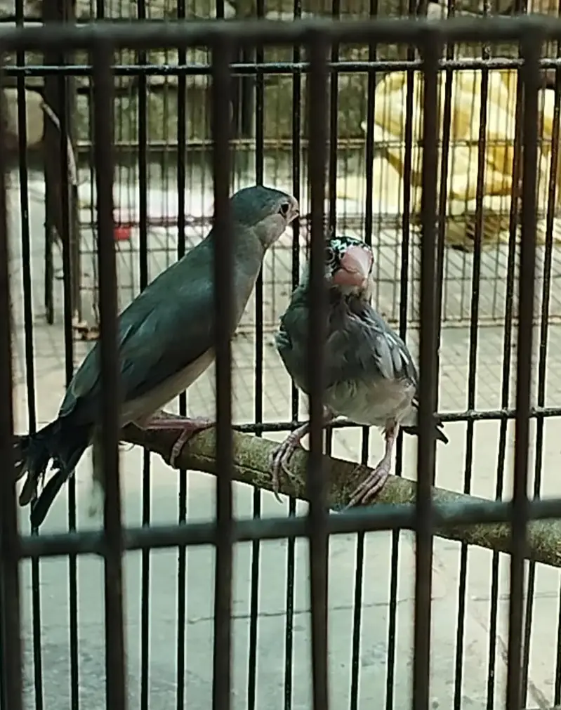 White Crested Banglese and Grey Java/Jawa Finch — photo 3